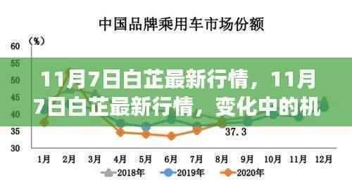 11月7日白芷行情变化中的机遇,学习成就自信与成长之路