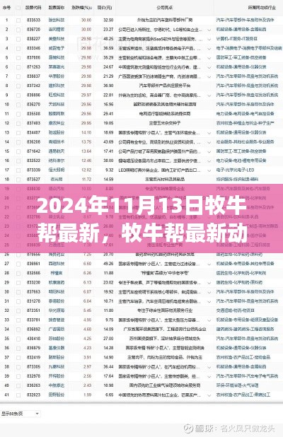 牧牛帮最新动态观点探析,2024年11月13日的观察与思考