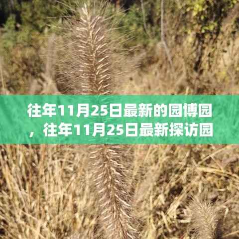 往年11月25日深度探访园博园,最新游览体验与深度探索之旅