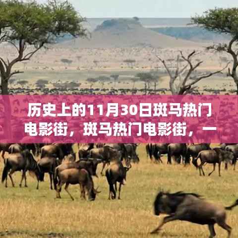 斑马热门电影街,温馨难忘的11月30日记忆之旅
