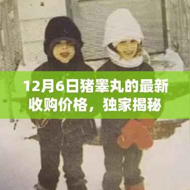 独家揭秘,科技重塑猪睾丸收购价格,智能监测引领新时代!