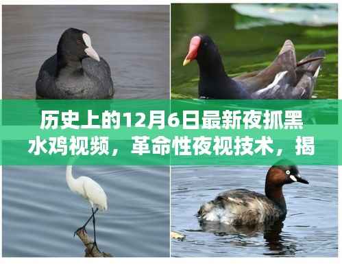 揭秘夜抓黑水鸡视频神器,革命性夜视技术下的最新抓捕行动回顾