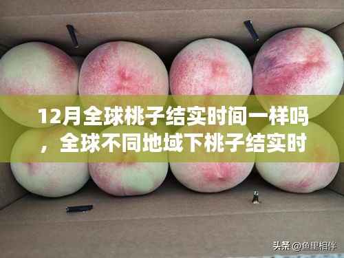 全球不同地域桃子结实时间解析,12月桃子结实情况探讨