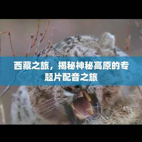 西藏之旅，揭秘神秘高原的专题片配音之旅