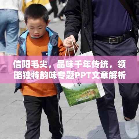 信阳毛尖,品味千年传统,领略独特韵味专题PPT文章解析