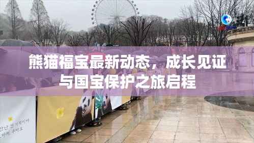 熊猫福宝最新动态,成长见证与国宝保护之旅启程