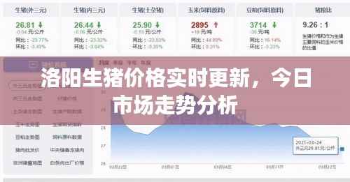 洛阳生猪价格实时更新,今日市场走势分析