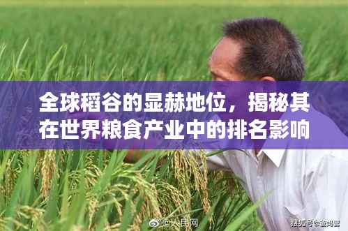 全球稻谷的显赫地位,揭秘其在世界粮食产业中的排名影响力