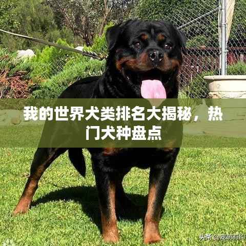 我的世界犬类排名大揭秘,热门犬种盘点