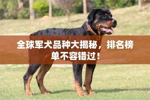 全球军犬品种大揭秘,排名榜单不容错过!
