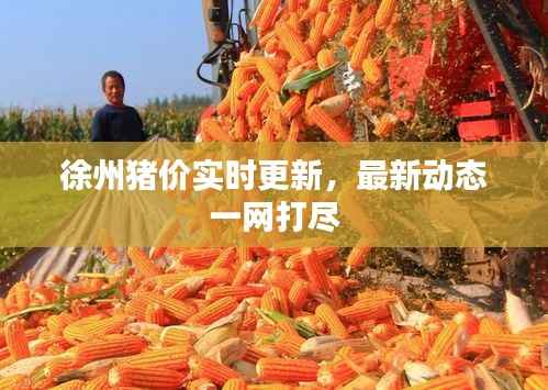 徐州猪价实时更新,最新动态一网打尽