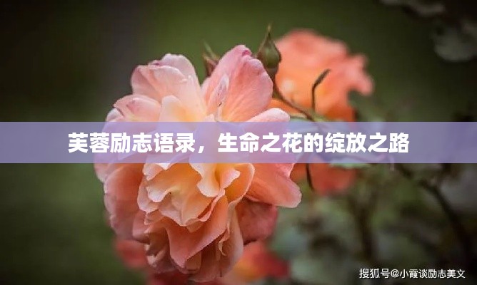 芙蓉励志语录,生命之花的绽放之路