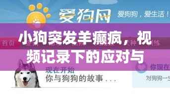 小狗突发羊癫疯,视频记录下的应对与关爱指南