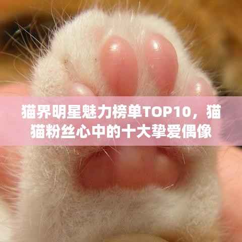 猫界明星魅力榜单TOP10,猫猫粉丝心中的十大挚爱偶像